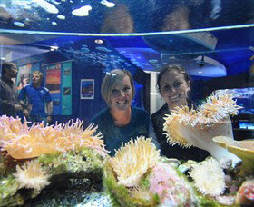 Solitary Islands Aquarium - Accommodation Mooloolaba 0
