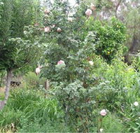 Tombstone Estate Vineyard - Accommodation Mooloolaba