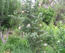 Tombstone Estate Vineyard - Accommodation Mooloolaba 0