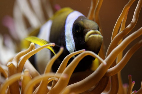 Solitary Islands Aquarium - Accommodation Mooloolaba 1