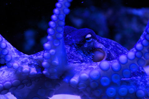 Solitary Islands Aquarium - Accommodation Mooloolaba 2