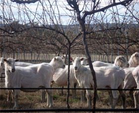 Thunder Ridge Wines - Accommodation Mooloolaba 2