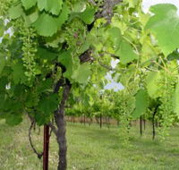 Holland Wines - Accommodation Mooloolaba