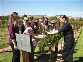 Jacob's Creek Vineyard Tour - Accommodation Mooloolaba 2