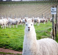 Gemtree Vineyards Cellar Door - Accommodation Mooloolaba