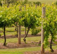 Mt Coghill Vineyard - Accommodation Mooloolaba