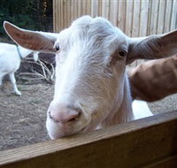 Drysdale Cheeses - Accommodation Mooloolaba