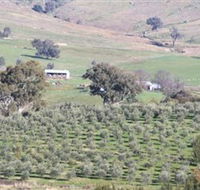 Wymah Organic Olives and Lambs - Accommodation Mooloolaba