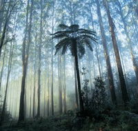 Yarra Ranges National Park - Accommodation Mooloolaba