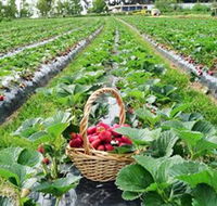Blue Hills Berries  Cherries - Accommodation Mooloolaba