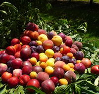 Rayner's Orchard - Accommodation Mooloolaba