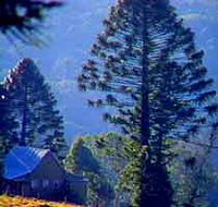 Bunya Mountains National Park - Accommodation Mooloolaba