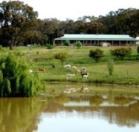 Clearview Alpacas - Accommodation Mooloolaba
