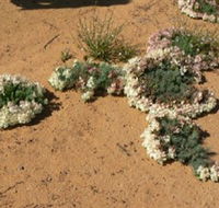 Coorow Wreath Flowers - Accommodation Mooloolaba