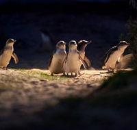 Phillip Island Nature Parks - Accommodation Mooloolaba