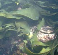Churchill Island Marine National Park - Accommodation Mooloolaba