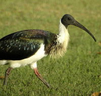 Toowoomba Water Bird Habitat - Accommodation Mooloolaba
