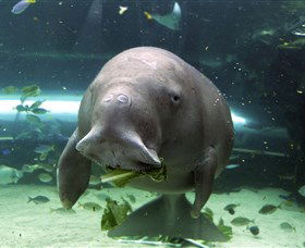SEA LIFE Sydney Aquarium - Accommodation Mooloolaba 1