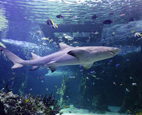 SEA LIFE Sydney Aquarium - Accommodation Mooloolaba 0