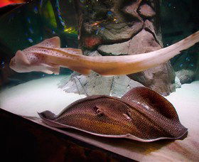 SEA LIFE Sydney Aquarium - Accommodation Mooloolaba 4