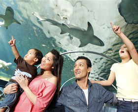 SEA LIFE Sydney Aquarium - Accommodation Mooloolaba 7