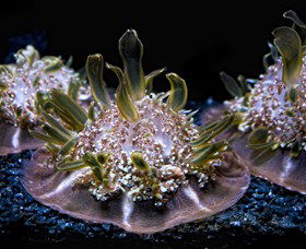 SEA LIFE Sydney Aquarium - Accommodation Mooloolaba 8