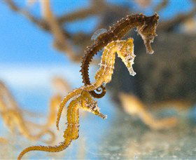 SEA LIFE Sydney Aquarium - Accommodation Mooloolaba 6