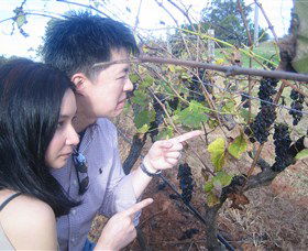 Wine Country Tours - Accommodation Mooloolaba 3
