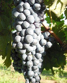 Wine Country Tours - Accommodation Mooloolaba 8