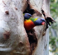 Cumberland State Forest - Accommodation Mooloolaba
