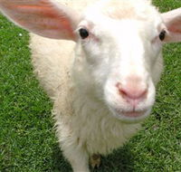 Golden Ridge Animal Farm - Accommodation Mooloolaba