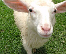 Golden Ridge Animal Farm - Accommodation Mooloolaba 0