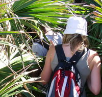Palm Jungle loop track - Accommodation Mooloolaba