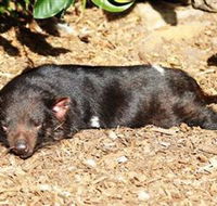 Symbio Wildlife Park - Accommodation Mooloolaba