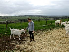 Kangarilla Creamery - Accommodation Mooloolaba 2