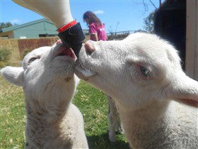Animal Farm Goolwa - Accommodation Mooloolaba 1
