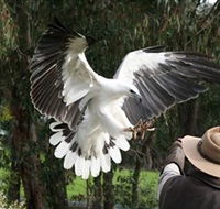 Raptor Domain - Accommodation Mooloolaba