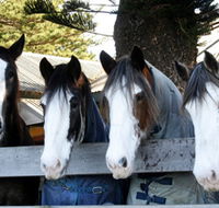 Victor Harbor Horse Drawn Tramway - Accommodation Mooloolaba