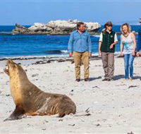 Seal Bay Conservation Park - Accommodation Mooloolaba