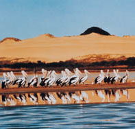 Coorong National Park - Accommodation Mooloolaba