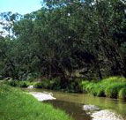 Salvator Rosa Section - Carnarvon National Park - Accommodation Mooloolaba