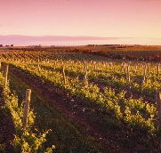 Ralph Fowler Wines - Accommodation Mooloolaba