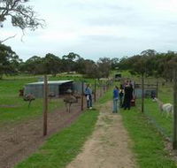 Avenue Emus - Accommodation Mooloolaba