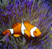 Reef HQ Aquarium - Accommodation Mooloolaba