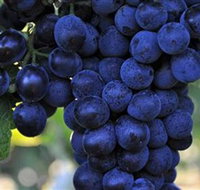 De Bortoli Wines Bilbul - Accommodation Mooloolaba