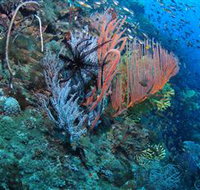 SS Yongala Dive Site - Accommodation Mooloolaba