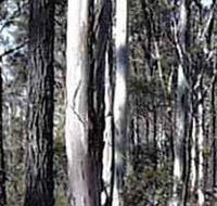 Kooyoora State Park - Accommodation Mooloolaba