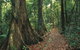 Eungella National Park - thumb 1