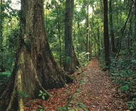 Eungella National Park - Accommodation Mooloolaba 1