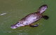 Platypus Viewing At Broken River - thumb 0
